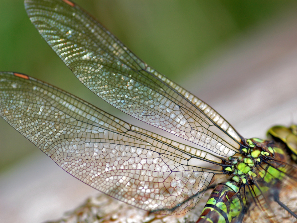 Dragonfly Parade: Crafts, Face Painting and Poetry!